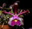 Cattleya Schilleriana 'Afri' x Cattleya. Aclandiae 'Kathleen III' AM
