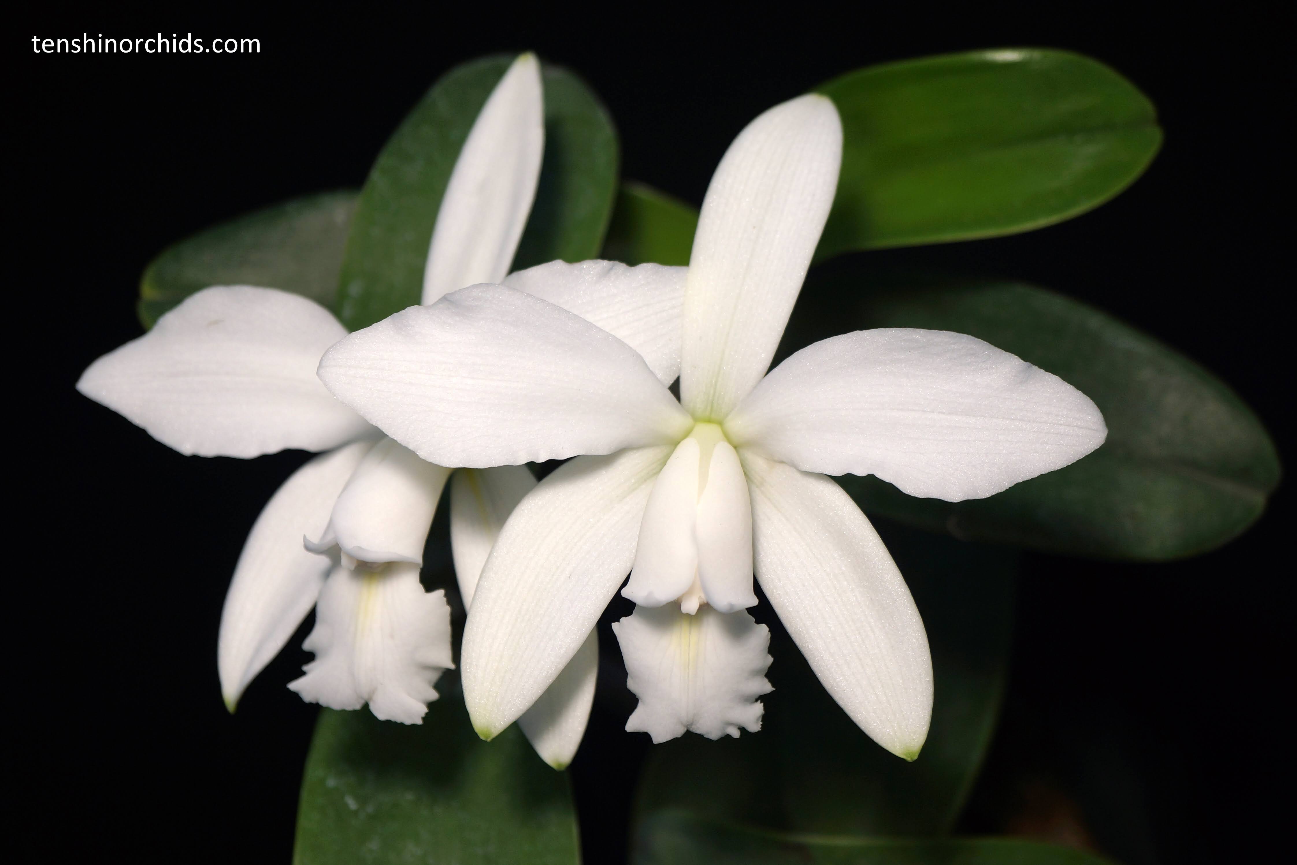 Cattleya violacea f. alba (Species Main image