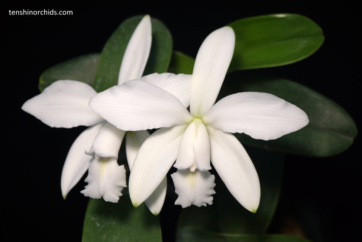 Cattleya violacea f. alba (Species