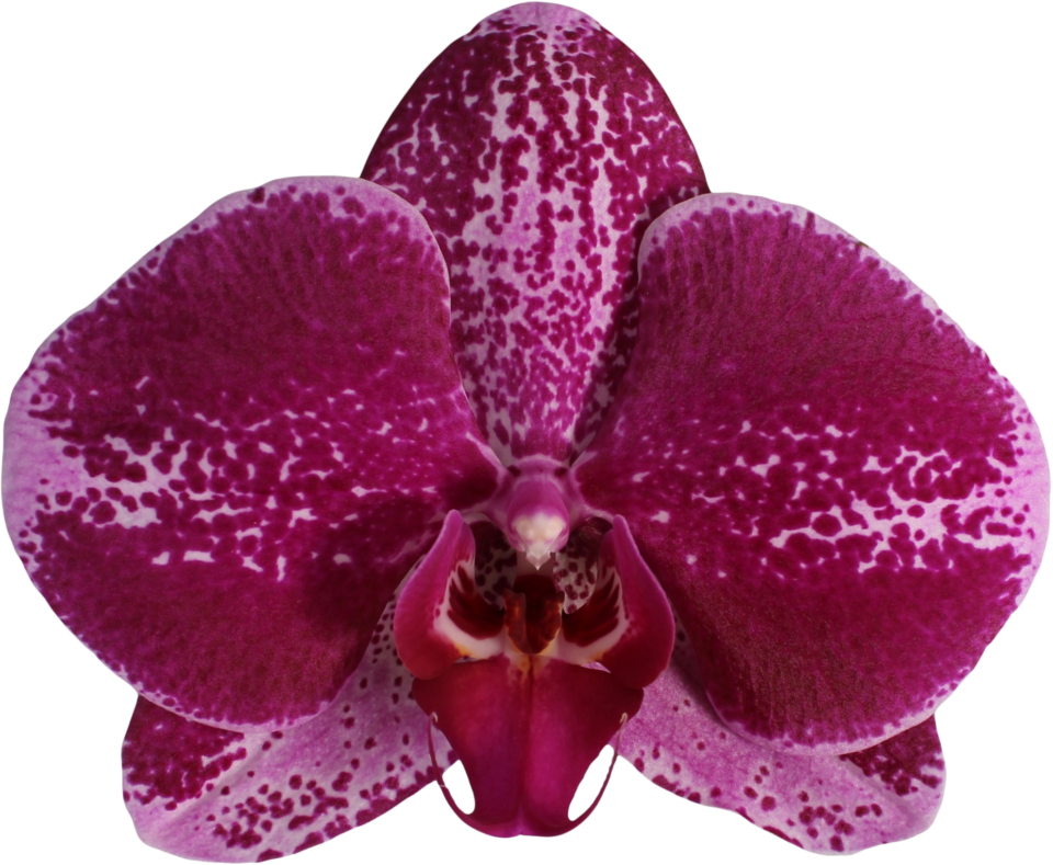 Phalaenopsis Orchion (Healthy in 50mm pot) Main image