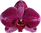 Phalaenopsis Orchion (Healthy in 50mm pot)