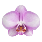 Phalaenopsis Toleration (Healthy in 50mm pot)