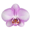 Phalaenopsis Toleration (Healthy in 50mm pot)