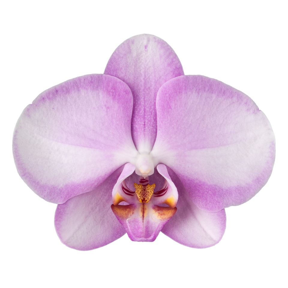 PACK OF 10 MERICLONE PHALAENOPSIS HYBRIDS