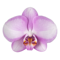 PACK OF 10 MERICLONE PHALAENOPSIS HYBRIDS