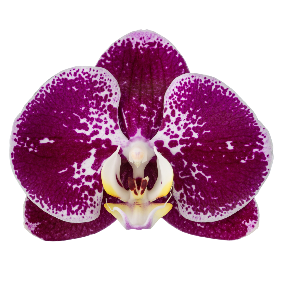 Phalaenopsis Compilation (Healthy in 50mm pot) Main image