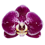 Phalaenopsis Compilation (Healthy in 50mm pot)