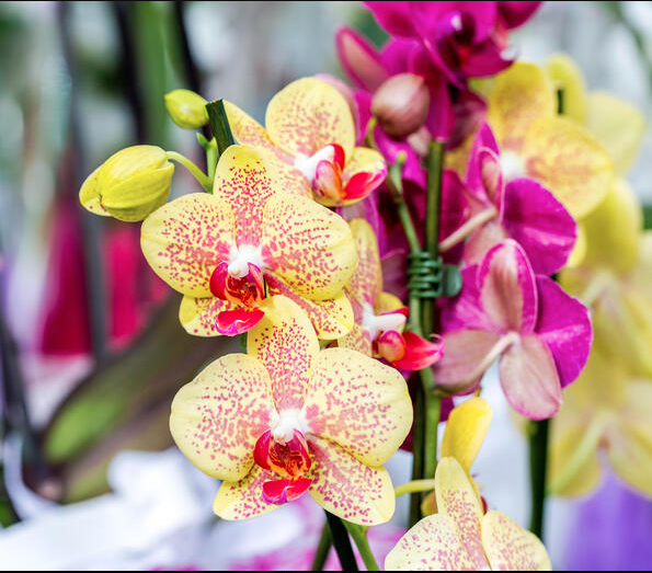 Phalaenopsis Cleopatra with Spots (BLOOMING NOW)