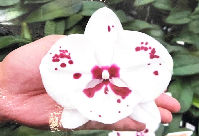 Renanthera Kalsom x Phalaenopsis Fuller's Firebird (Beautiful Intergeneric Cross) Secondary image