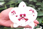 Renanthera Kalsom x Phalaenopsis Fuller's Firebird (Beautiful Intergeneric Cross)