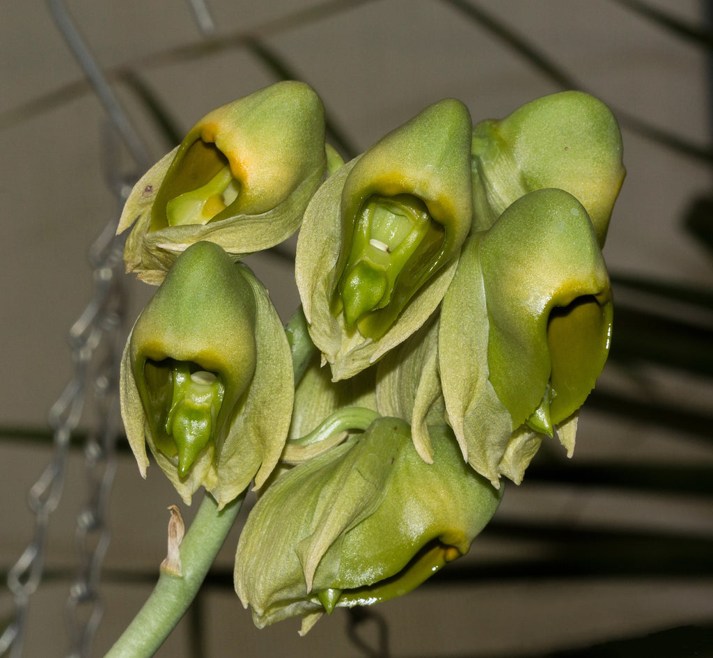 Catasetum macroglossum (Species from Ecuador)