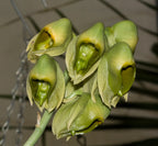 Catasetum macroglossum (Species from Ecuador)