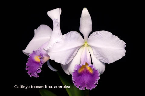 Cattleya trianae coerulea (RARE SPECIES) Main image