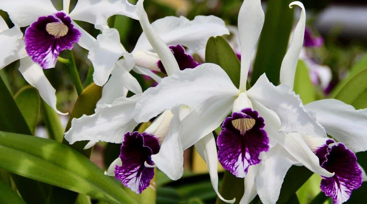 Laelia Purpurata 'Dark One' Main image