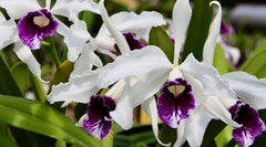 Laelia Purpurata 'Dark One'