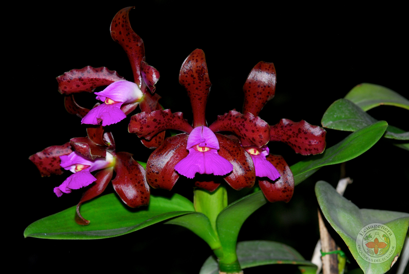 Cattleya leopoldii (Fragrant Orchid Species from Brazil) Main image