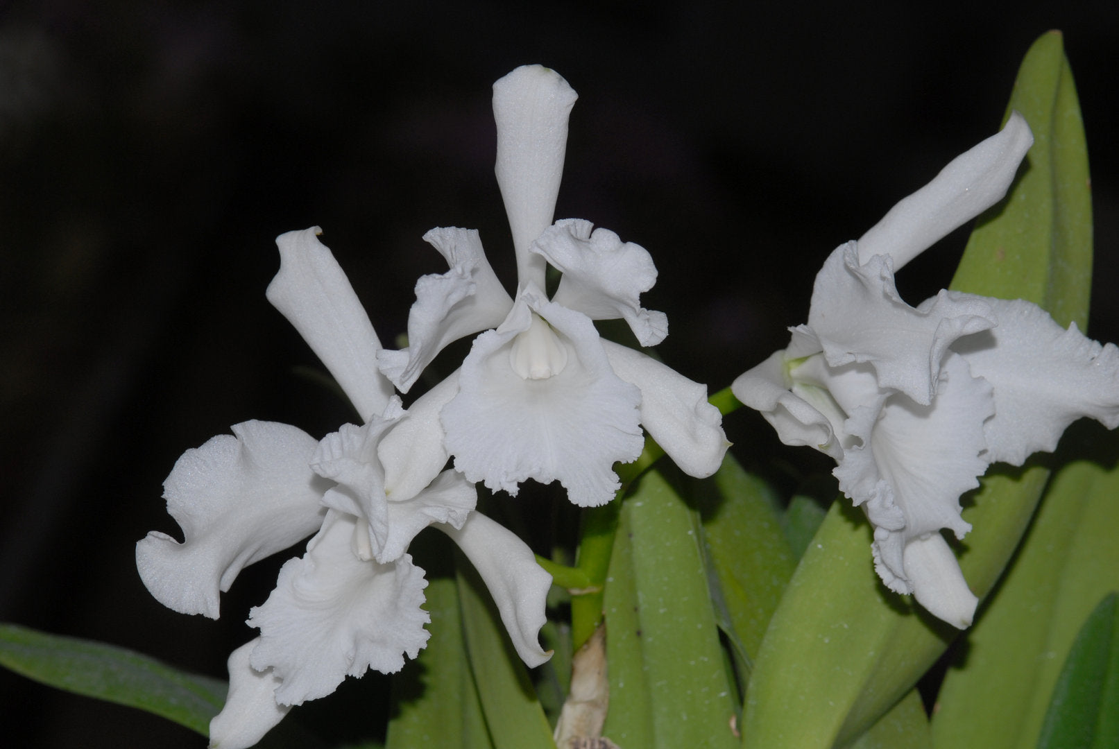 C. eldorado concolor Clori x C. eldorado f. alba Miki