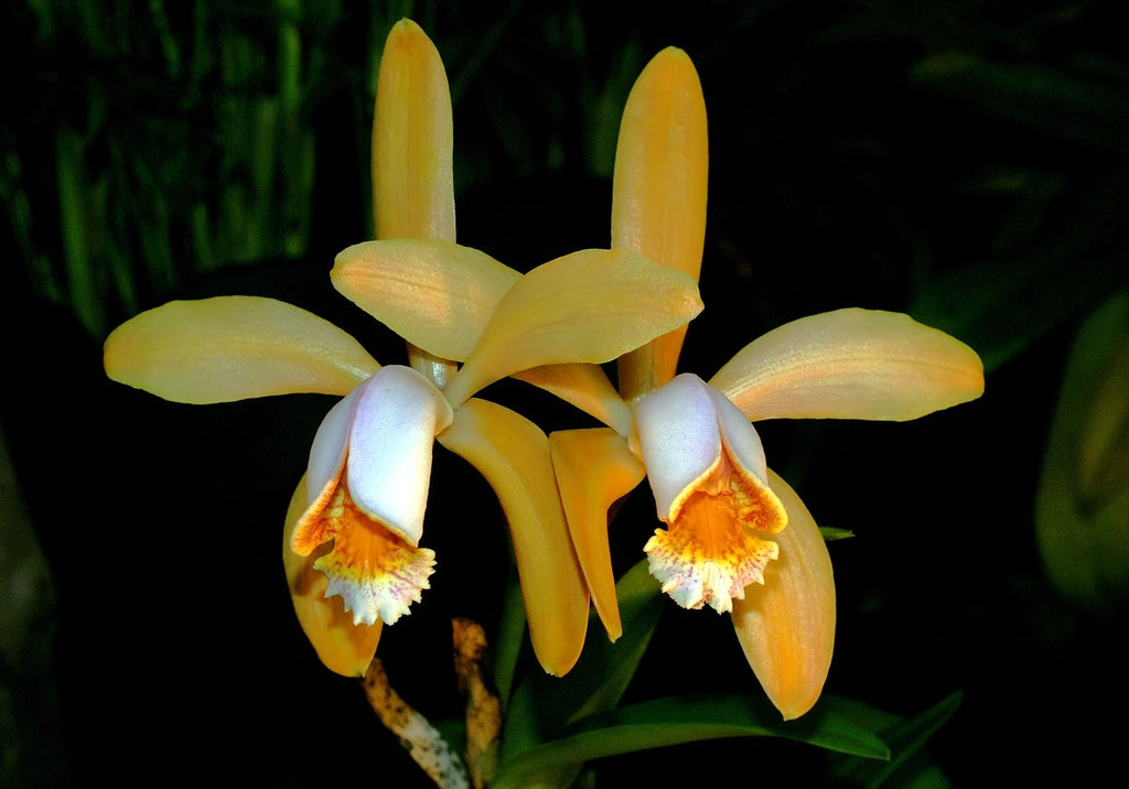 TOP Flask - Cattleya forbesii Main image