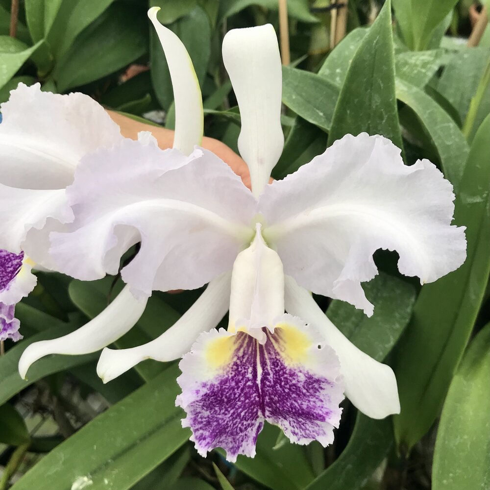 Cattleya lueddemanniana v. coerulea x Encyclia cordigera