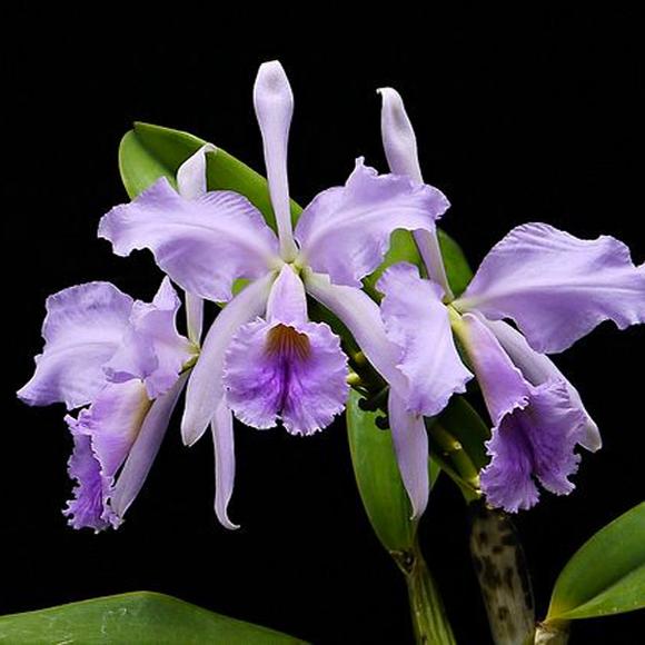 (Highly Fragrant) Cattleya Jenmanii  Coerulea (Species From Brazil) Main image