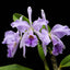 (Highly Fragrant) Cattleya Jenmanii  Coerulea (Species From Brazil)