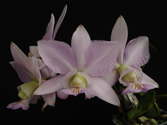 Cattleya Nobilior Var. Amaliae 'HIF' X Perfection