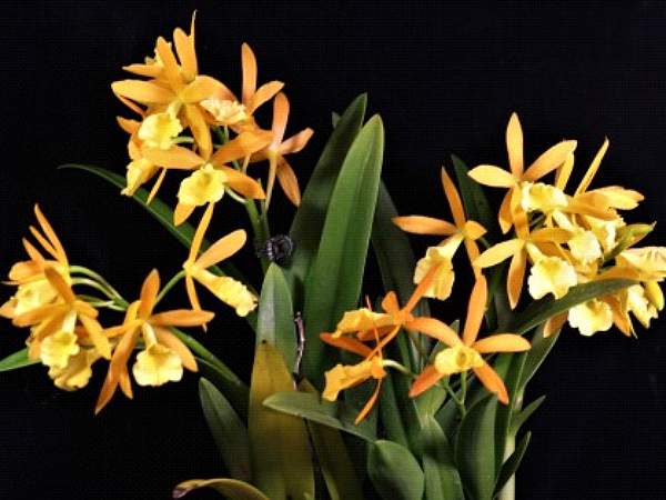 CHZ. HSINYING NARANJA 'GOLDEN SUNSHINE' Main image