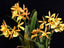 CHZ. HSINYING NARANJA 'GOLDEN SUNSHINE'