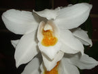 Coelogyne Mooreana 'Wild One' (Species From Vietnam)