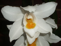 Coelogyne Mooreana 'Wild One' (Fragrant Species From Vietnam)