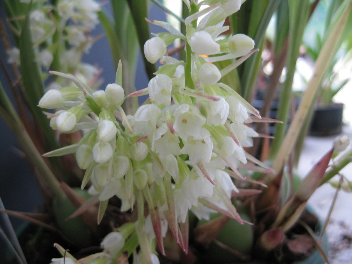 Coelia Triptera (Fragrant Species From America)