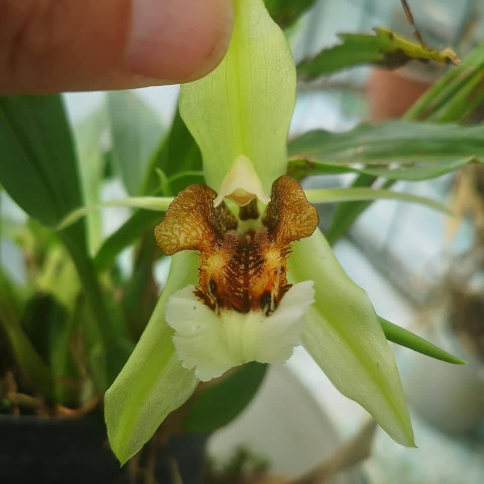 Coelogyne Speciosa ( Highhly Fragrant Species ) Main image
