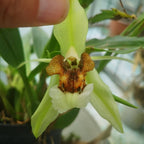 Coelogyne Speciosa ( Highhly Fragrant Species )
