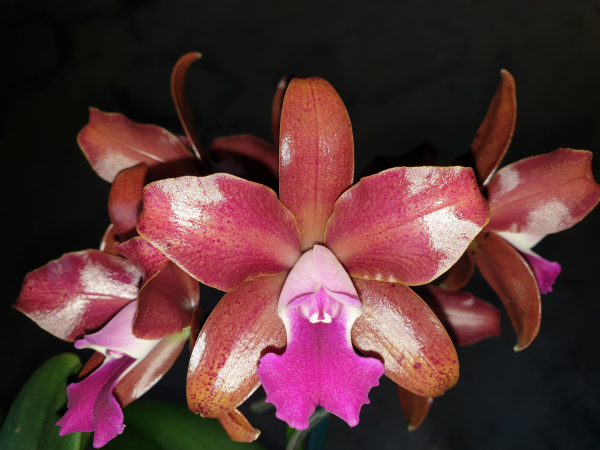 Ctt. Fine Choice 'Topaz Terrific' (Beautiful hybrid)