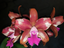 Ctt. Fine Choice 'Topaz Terrific' (Beautiful hybrid)