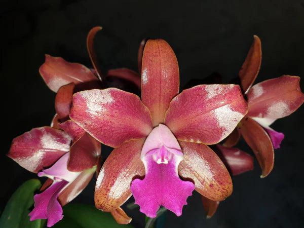 PACK OF 3 SPOTTY CATTLEYAS (BEAUTIFUL HYBRIDS)