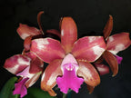 PACK OF 3 SPOTTY CATTLEYAS (BEAUTIFUL HYBRIDS)