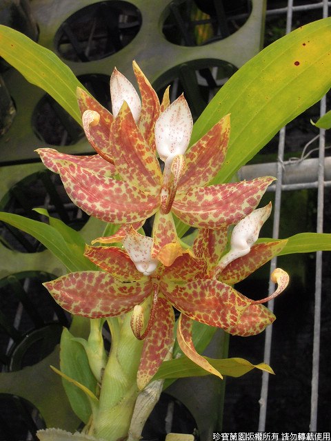 TOP - Cycnoches Coop 'Oreo' X Cycnoches Dragon 'Best' (Swan Orchid)