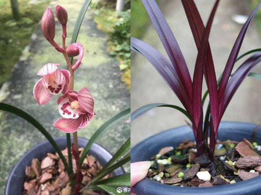 Cymbidium ensifolium 'Hong Cao Hong He' (EXTREMELY RARE, FRAGRANT)