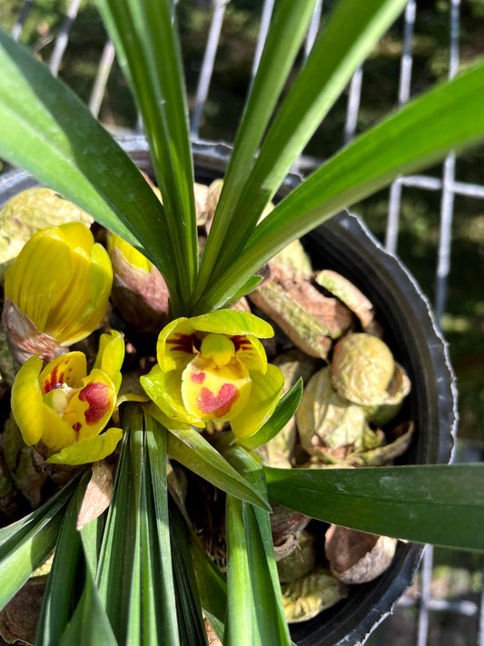 Cymbidium goeringii 'Huang Jin Da Fu Gui' (RARE)