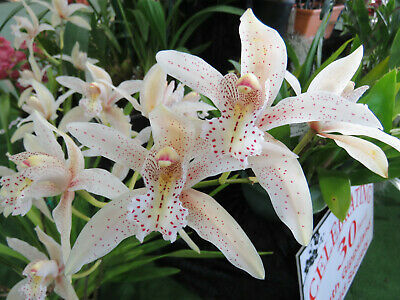 Cym. Edward Marshall Mali X Cym. Hookerainum Wendy Secondary image