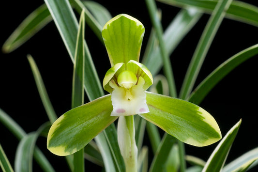 RARE Cymbidium Goeringii 'di-guan' (Variegated Miniature)