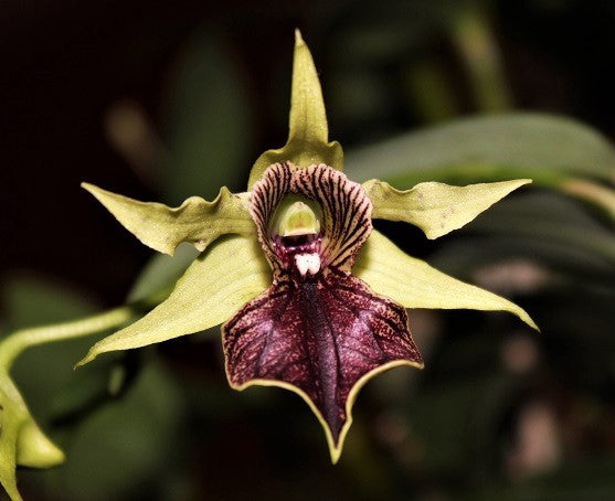 Den. Green Elf
