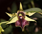 Den. Green Elf