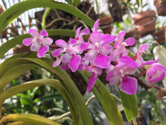 TOP Aerides rosea (Fragrant Species)