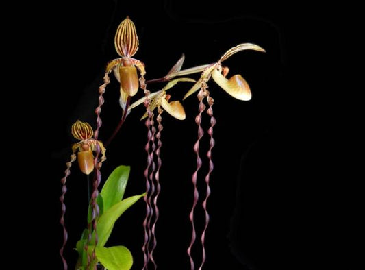 TOP - Paph. Michael Koopowitz (Multifloral)