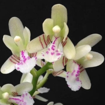 Sedirea japonica 'Daruma' (VERY RARE FRAGRANT SPECIES) Main image