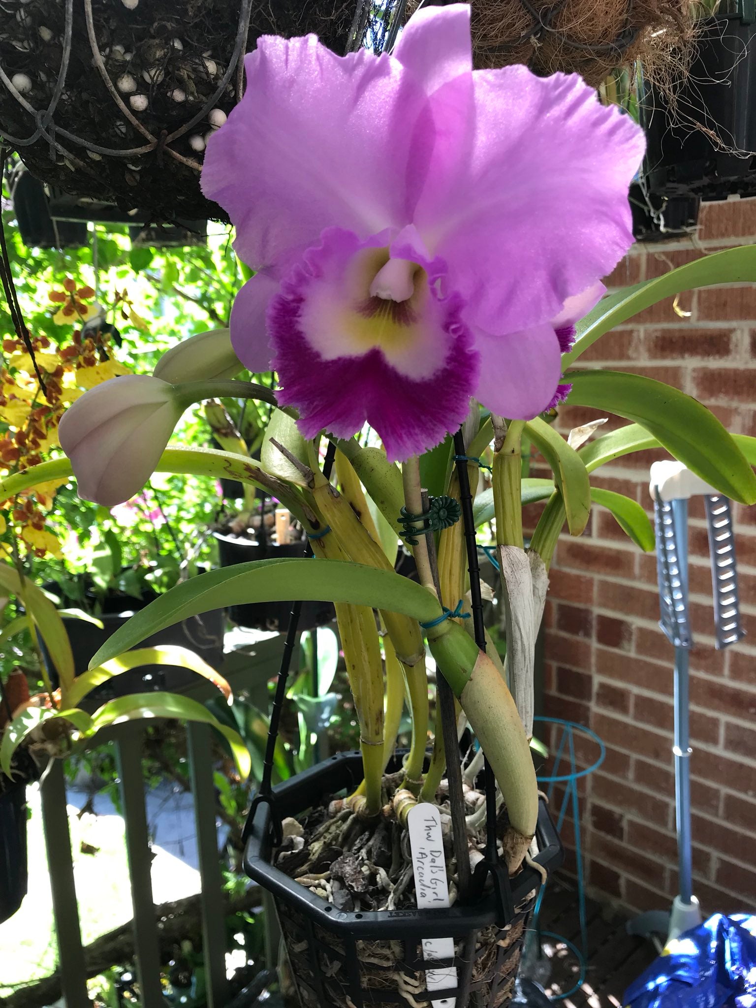 Rlc. Dal's Choice Arcadia Main image