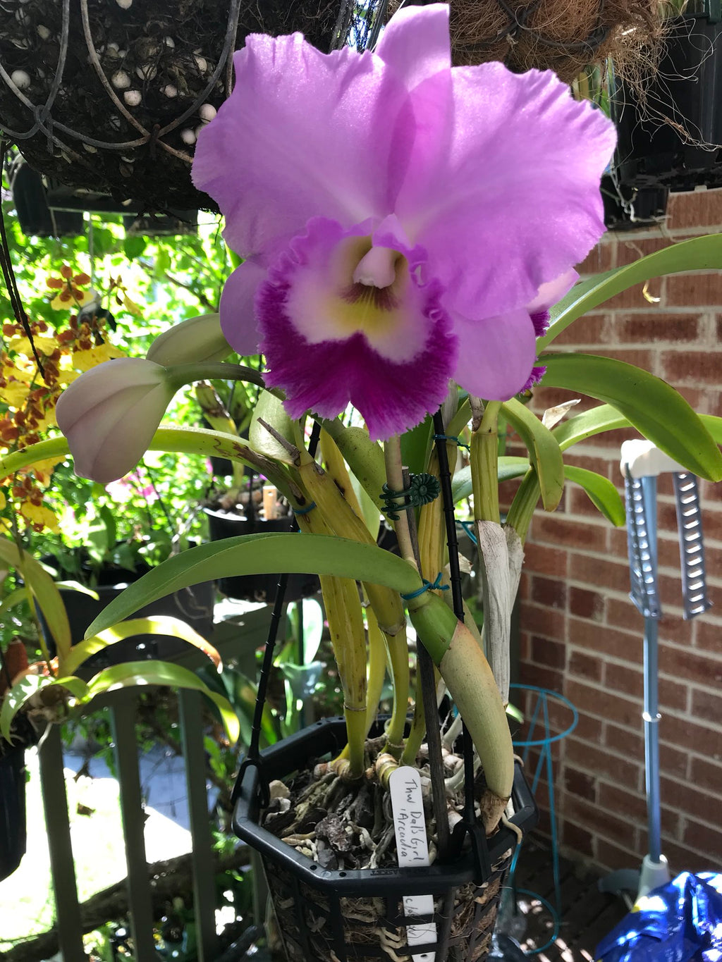 Rlc. Dal's Choice Arcadia