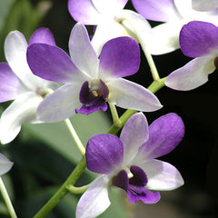 Dendrobium Aridang Blue X Speewah Purple